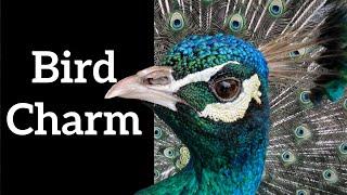 How Do Bird Displays Work?  - Bird Courtship Display Science