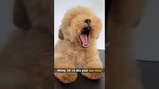 Chó Poodle - chế độ dinh dưỡng tốt nhất mà bạn cần biết #shorts #pets #dog #reels #poodle