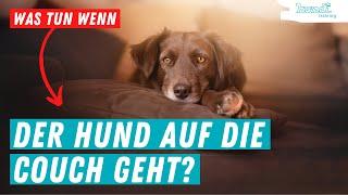 So gewöhnst Du Deinem Hund ab auf die Couch zu gehen | Hundi Training by Jessica