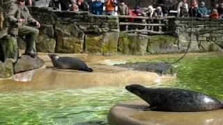 Seals @ the Berlin Zoo