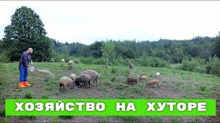 ОБЗОР НАШЕГО ХОЗЯЙСТВА НА ХУТОРЕ В ИЮНЕ