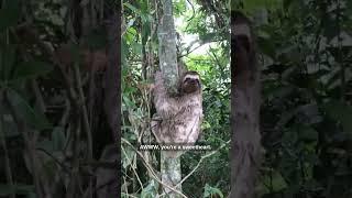Sloth Waves Goodbye! Ozzy Man Quickies