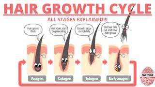 Hair growth cycle | Anagen phase | Catagen phase | Telogen phase