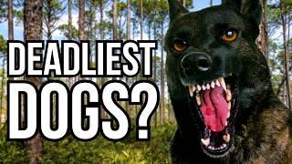 These 6 Dog Breeds And Types Are Statistically The Most Dangerous In The US - Nature VS Nurture