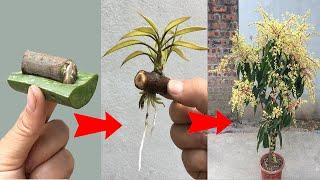 SUPER SPECIAL way to propagate mango using only aloe vera to help the tree produce fruit super fast