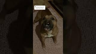 staffy shares opinion on weird comments under his youtube vids