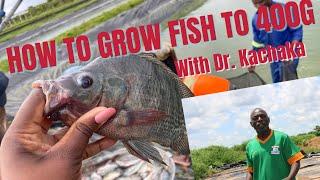 HOW TO GROW FISH TO 400 GRAMS | REFRESHER COURSE WITH DR.  KACHAKA & ZACOSO