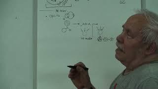 Организованность и организм Механизм  Органы  2024