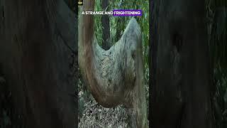 The Untold Story of CROOKED FOREST? #trending #viral #forest