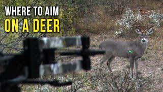 Deer Hunting 101: Where to Shoot a Deer