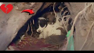 puppies snuggling in a hole 11 feet in the ground wondered