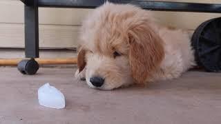 Puppies Discover Ice Cubes! ~ 7 Week Old Golden Retriever Puppies Playing with Ice Cubes