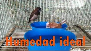 La HUMEDAD IDEAL  REPRODUCCIÓN de PÁJAROS