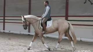 5yr old Spanish Sport Horses