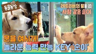 문을 여시개! 놀라운 능력 만능 key ‘순이’ #TV동물농장 #AnimalFarm #SBSstory