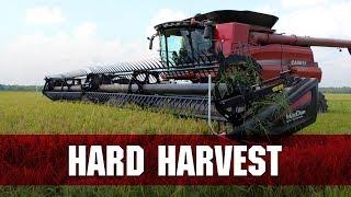 LSU Rice Harvest Update