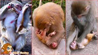 Daily life of the monkey family. Let's see how mother monkeys treat baby monkeys