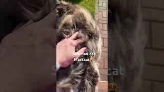 Beautiful Siberian cat Marquise. Summer vibes 2023