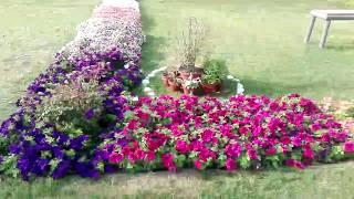 Lush Green Lawn in Spring Season | Beautiful Flowers in Spring Season