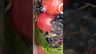 Помидоры БЕЗ УКСУСА с чёрной смородиной  Рецепт в комментариях! #shorts #заготовкиназиму
