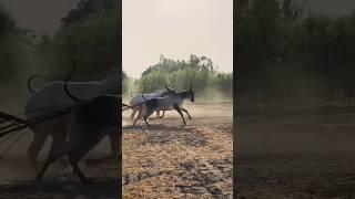 ox race punjab animal #viral #trending #horse #automobile  #ox  #viralvideo