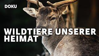 Wildtiere unserer Heimat (Tierdoku, Tierfilm, Dokumentarfilm, Doku, deutsch (*kostenlose Dokus*))