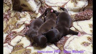 Дочки Люси УМЕРЛИ 16.06.24 #puppy #chihuahualove #ЩЕНКИ #чихуахуа 6 дней #питомник_ркф_мари_мистик