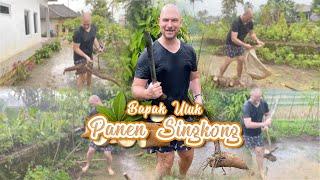 Bapak bule panen singkong di kampung untuk oleh oleh ke Bogor, sambil ujan ujanan :)