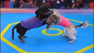 Wiener Dog Wrestling! #Shorts - Watch more sport competitions on my channel!