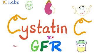 Glomerular Filtration Rate (GFR) and Cystatin C - Nephrology Labs