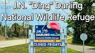 J.N. "Ding" Darling National Wildlife Refuge. Sanibel, FL. #sanibel #sanibelisland #nature #florida