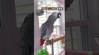 Symon says: Alexa…Fart#africangrey #talkingparrot #birds #parrot #funny #alexa #ai #pets #amazon