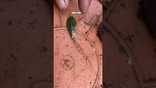 How to Grow Adenium from Leaf Cuttings: Step-by-Step Rooting Guide