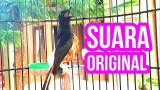 Suara original murai batu ini 100% AMPUH untuk pemikat murai anda