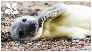 Blakeney Point Live Seal Cam _ Get up close to Wildlife with the National Trust