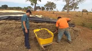 Alimentação de Bovinos de Leite  - Medir Consumo 