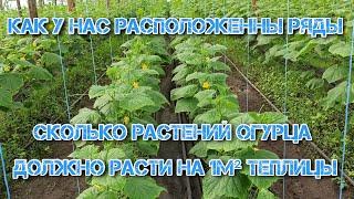 Сколько растений огурца нужно садить в теплице! Оптимальная загущенность растений на 1 м² теплицы!