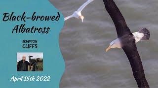 The superb Black-browed Albatross at Bempton Cliffs, UK