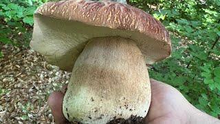 Le prime BOMBE in Fungaia dell’ Appennino!!!  Funghi porcini estivi 2022 