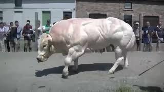 Порода коров Бельгийская Голубая выведена ещё в 19 ом веке, когда о применении генной инженерии ещё