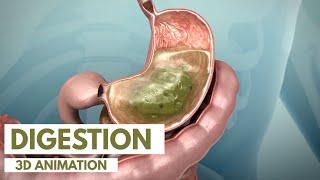 How the Digestive System Works | 3D Animation