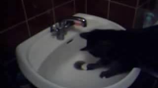 Funny Cat Frank Strikes Again with The Tap