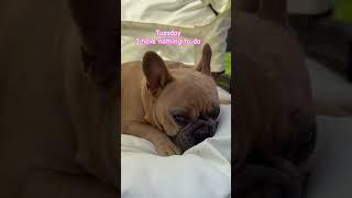 I have nothing to do….  #frenchie #frenchbulldog #dog