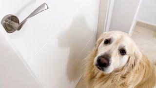 My Funny Golden Retrievers ask to be let into their Owners Bedroom
