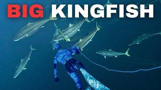 Spearfishing Yellowtail Kingfish + Boat Camping Adventure