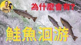 為什麼鮭魚在秋天會洄游 2021 Salmon Run in Bowmanville River