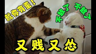 【爆笑】一只猫可以有多贱？