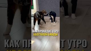 Как проходит утро хвостатой банды  #питомцы #кот #кошка #собака #щенок