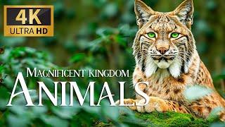 Magnificent Animals Kingdom 4K  Discovery Wild Animals Film with Peaceful Relaxing Piano Music