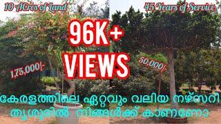 Mannuthy  Vellanikkara  flowers & fruits nursery  - - Teeose Nursery